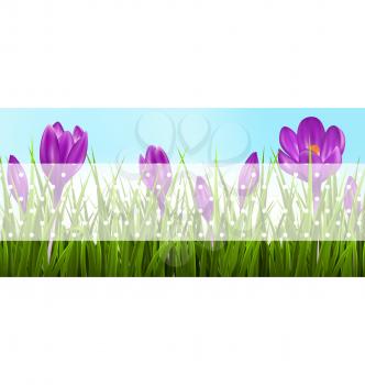 Green grass lawn and violet crocuses with transparent tape for text on sky. Floral nature spring banner