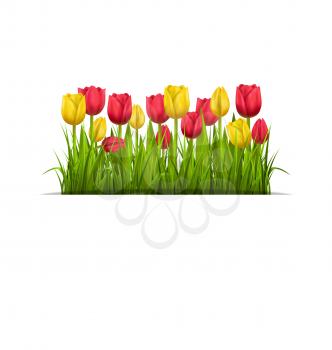 Green grass lawn with yellow and red tulips isolated on white. Floral nature flower background