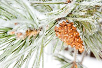 Close-up of frozen coniferous pine branch with cone