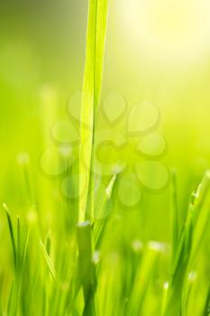 Close-up of fresh spring grass against warm sunlight