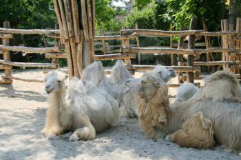 Camels family in zoo aviary