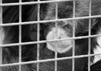 Sad lonely monkey in cage. In B/W