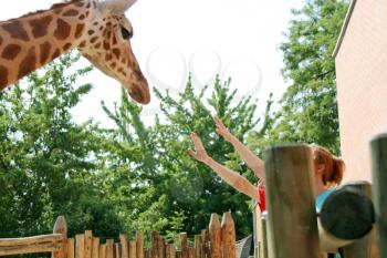 Giraffe and visitors in zoo