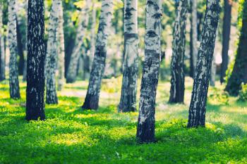 White birches forest at summer day