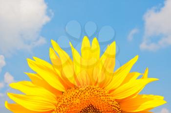 Sunflower in cloudy blue sky