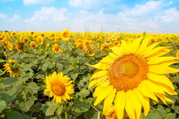 Sunflower field and cloudy blue sky