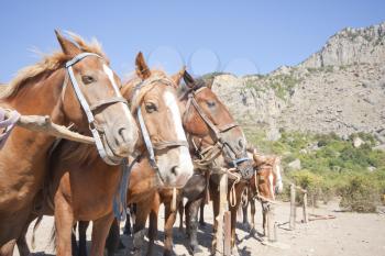 Brown horses on ranch in mountains