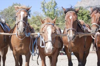 Brown horses on ranch at corral