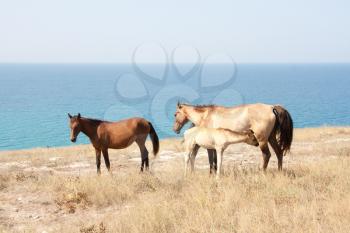 Horse family. Wild life nature
