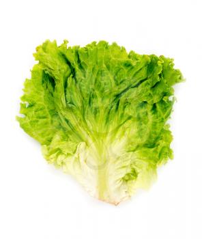 Fresh green lettuce salad isolated on white background