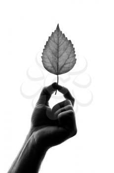 Silhouette of leaf in hand. Isolated on white