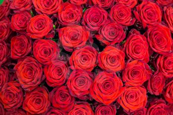 Fresh spring red roses. Texture or background