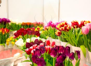 Fresh various tulips in the store