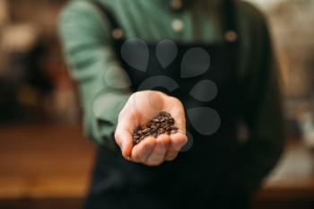 Male hands holds white plate with grain of coffee. Fresh coffee aroma.