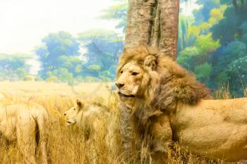Family of lions resting in a forest. Predators wild nature concept.
