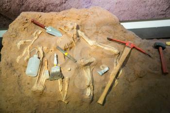 Skeleton and archaeological tools around. Archeology and paleontology concept.