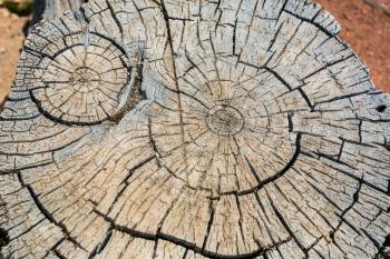 Closeup cutted stump. Wooden stump texture
