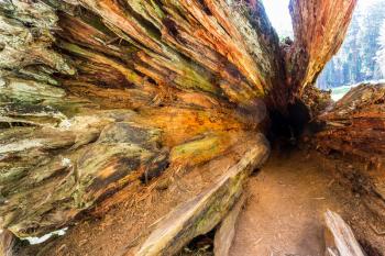 Perspective shooting of deep tree hollow. Inside tree trunk.