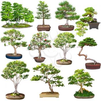 Bonsai set isolated on white background. Green tree miniature colletion.