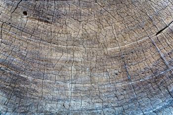 Closeup dry tree saw cut. Old dead tree texture.