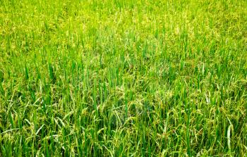 Rice field in Sri lanka, ceylon paddy plantation. Asian food