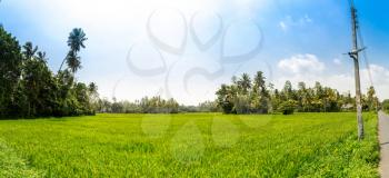 Rice field in Sri lanka panorama view. Ceylon paddy plantation panoramic shoot. Asian food