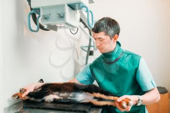 Veterinarian takes the x-ray the dog, veterinary clinic. Vet doctor, treatment a sick dog