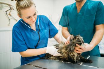Female veterinarian examining cat, veterinary clinic. Vet doctor, treatment a sick dog