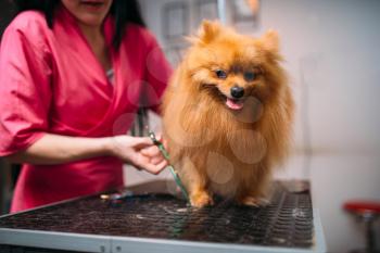 Pet groomer hands cuts with scissors claws of a dog, puppy washing in grooming salon. Professional groom and hairstyle for domestic animals