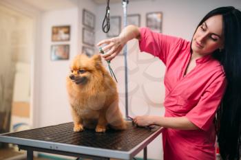 Pet groomer with scissors makes grooming dog. Professional groom and hairstyle for domestic animals