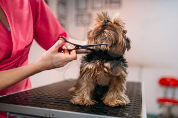 Pet groomer makes grooming dog, hairstyle for domestic animal. Professional groom and cleaning service