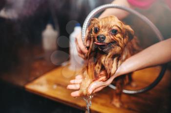 Pet grooming, dog washing in groomer salon. Professional groom and hairstyle for domestic animals