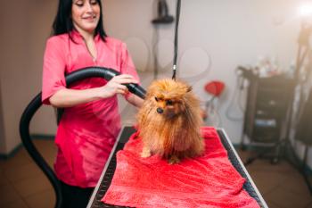 Female pet groomer dry dog fur with a hair dryer, puppy washing in grooming salon. Professional groom and hairstyle for domestic animals
