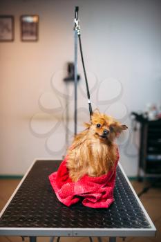 Female pet groomer wipes little dog with a towel, puppy washing in grooming salon. Professional groom and hairstyle for domestic animals