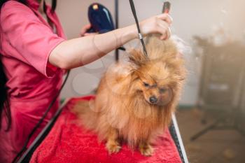 Pet groomer with a hair dryer, dog washing in grooming salon. Professional groom and hairstyle for domestic animals