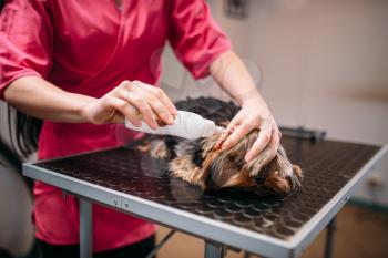 Pet groomer, ear cleaning for little dog. Professional grooming and cleaning service for domestic animals