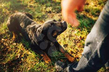 Male cynologist with working dog, training outside. Owner with his obedient pet outdoor, bloodhound domestic animal