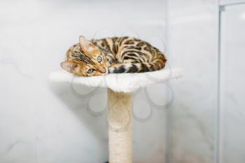 Cat with beautiful tiger coloring lies on the stand in pet shop. Kitty in zooshop