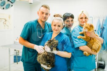 Veterinarians poses with cats, veterinary clinic. Vet doctors with cute patients, treatment a sick dog