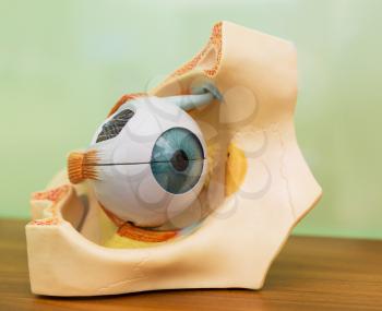 Anatomical plastic model of human eye. Medical stand, eyeball education concept