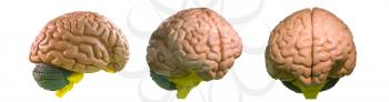 Anatomical plastic model of human brain isolated on white. Medical stand, education concept, neurology and anatomy