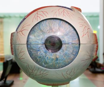 Anatomical plastic model of human eye, closeup. Medical stand, eyeball education concept
