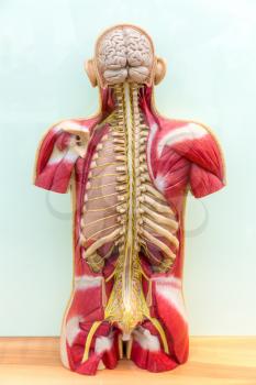 Anatomical model of human body, brain, skeleton and muscular system. Medical poster, medicine education concept