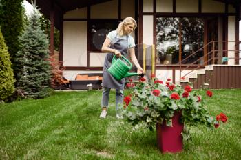 Woman in apron watering flowers in the garden. Female gardener takes care of plants outdoor, gardening hobby, florist lifestyle and leisure