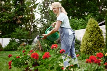 Woman in apron watering flowers in the garden. Female gardener takes care of plants outdoor, gardening hobby, florist lifestyle