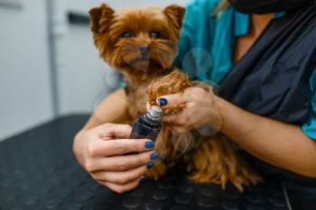 Female groomer polishing the claws of cute dog, grooming salon. Woman with small pet on haircut procedure, groomed domestic animal