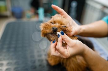 Female groomer cleans the fangs of cute little dog, grooming salon. Woman with small pet on haircut procedure, groomed domestic animal