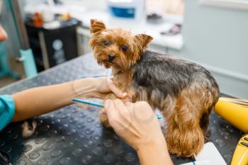 Female groomer combs fur of cute little dog after washing procedure, grooming salon. Woman with small pet prepares for haircut, groomed domestic animal