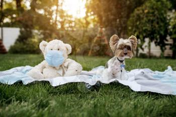 Little dog and teddy bear in virus protection mask are sitting on a blanket in the garden. Puppy and soft toy in respirator on the grass on backyard. Health care concept