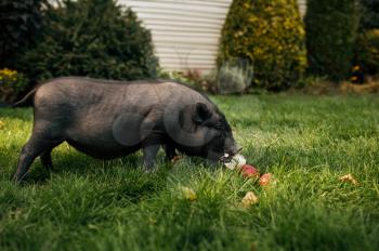 Little black pig eats apples on the grass in the garden. Piggy walking on the lawn on backyard. Animal husbandry concept